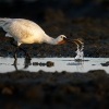 Kolpik bily - Platalea leucorodia - Eurasian Spoonbill o0933